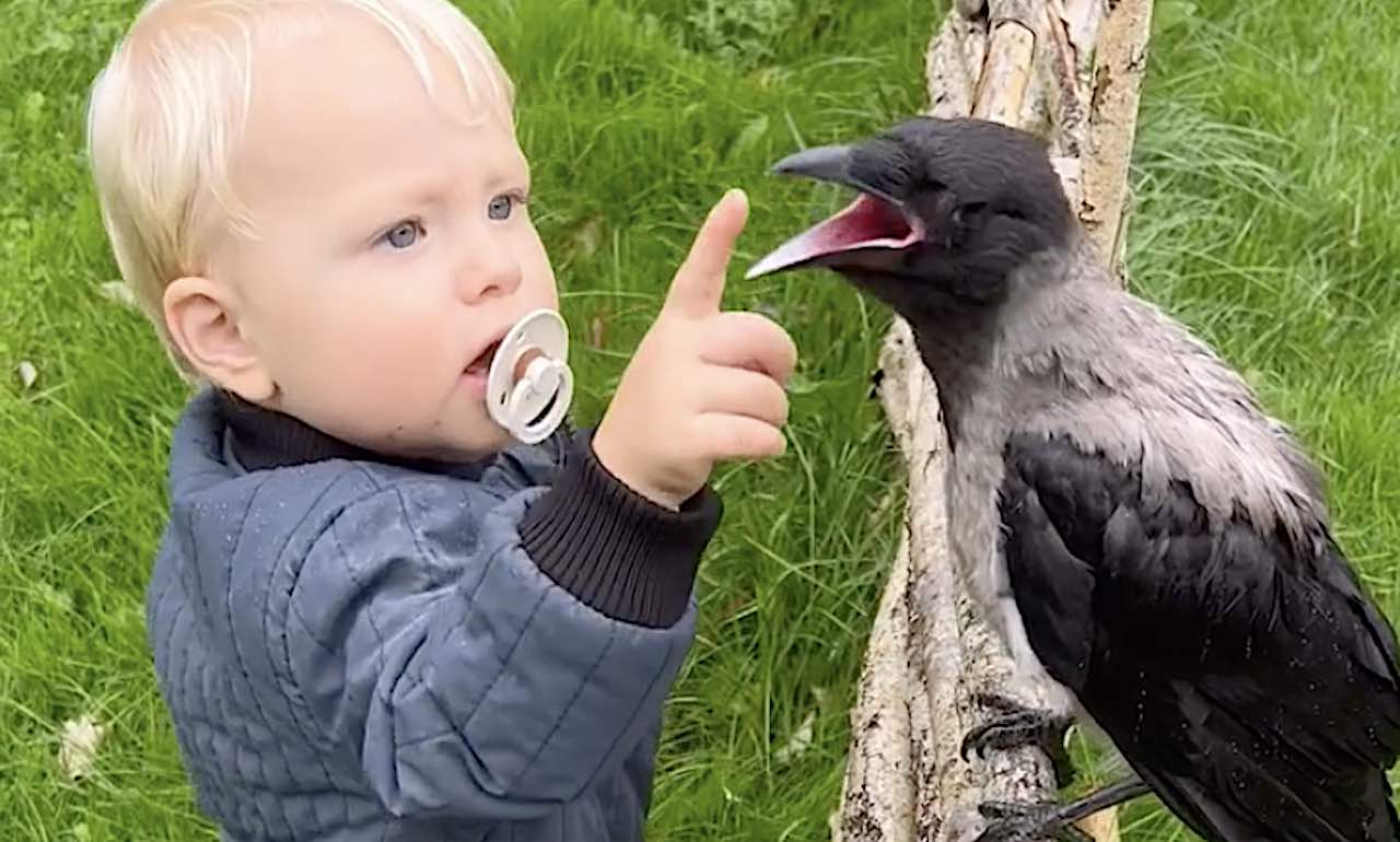 Rescued Crow Is Boy's Best Friend, Waiting for Him to Get Home from ...