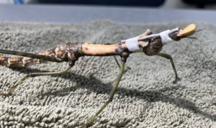 The Peruvian jumping stick with its neckbrace - credit, Houston Zoo.