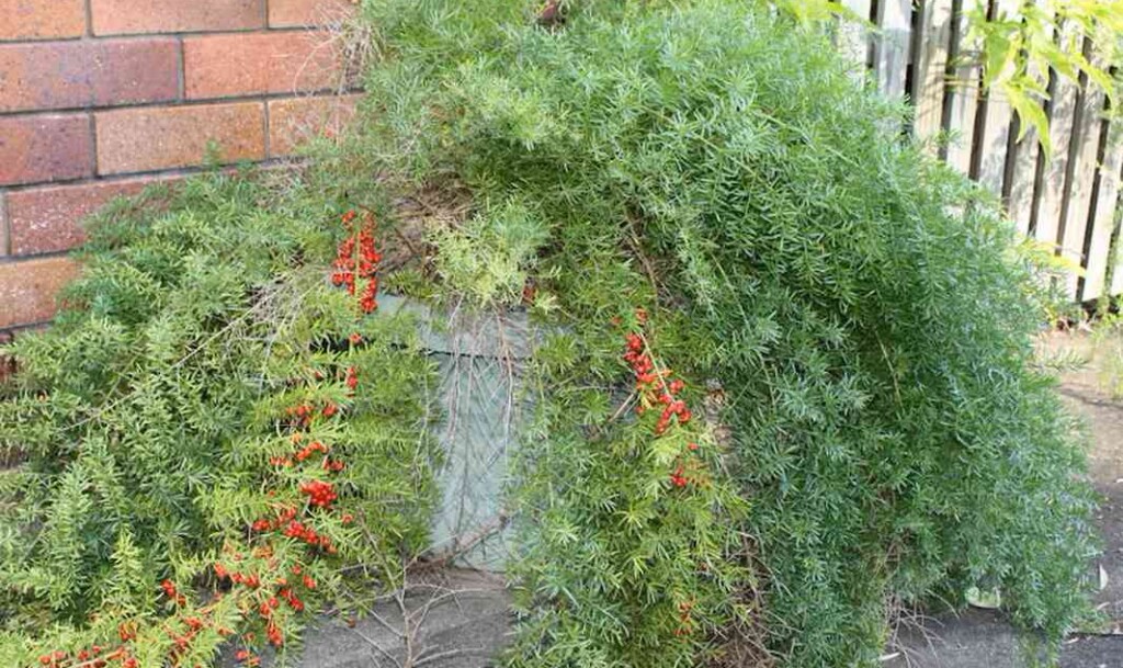 The Invasive Basket Asparagus Fern Was Grown As An Ornamental Queensland Government Released 2 E1711540465590