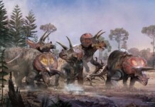 Scientists Unveil First Evidence That Triceratops Lived in Herds