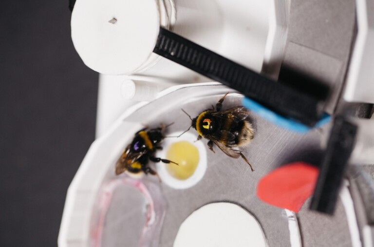 Bumblebees Share Knowledge Like Humans and Chimpanzees, Suggesting the ...