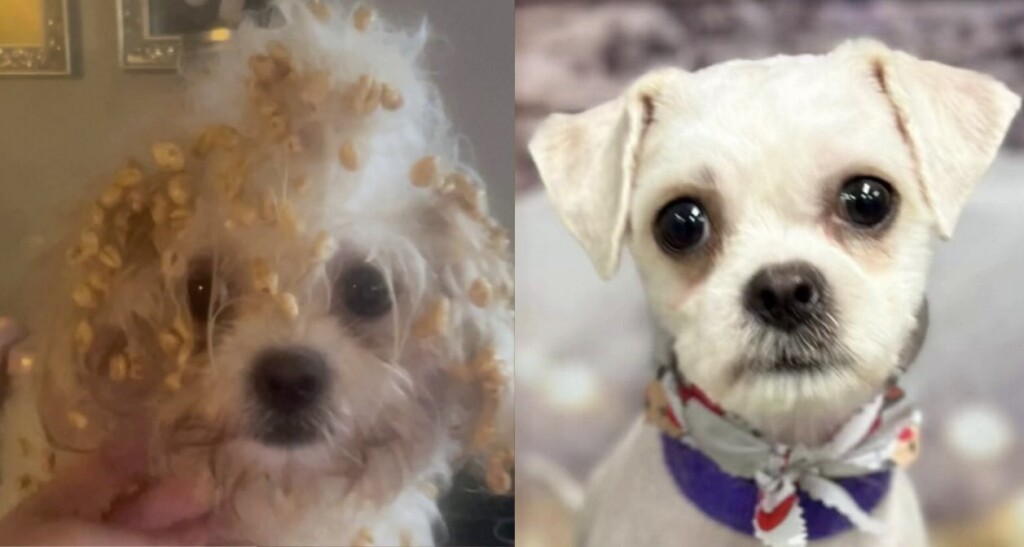 Dog with Sugar Puff Cereal in Fur By Heather Hunt Swns