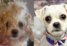 Sunday Funnies: Dog Tears into Cereal Box and Gets Caught With Sugar Puffs All Over Her Fur