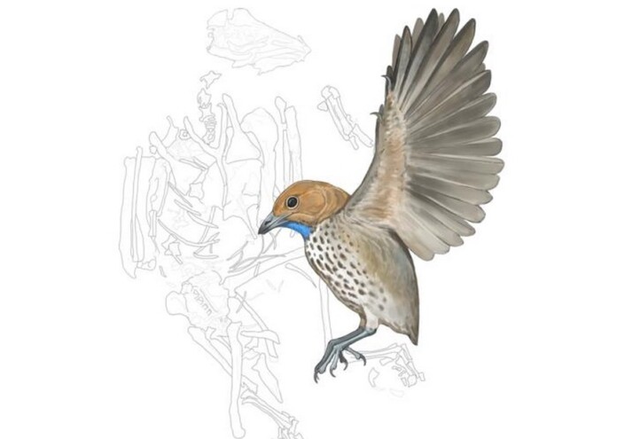 Illustration showing the fossil skeleton of Imparavis attenboroughi, alongside a reconstruction of the bird in life. © Ville Sinkkonen, via SWNS