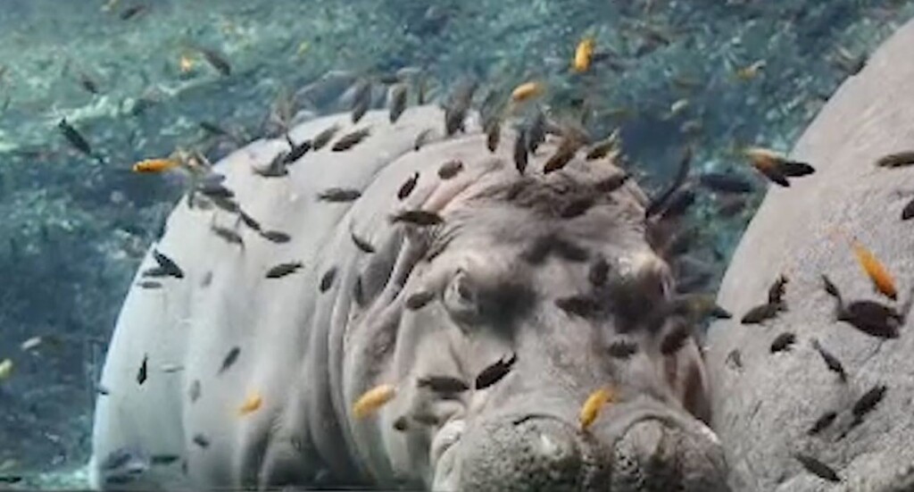 Sleeping Nile Hippopotamus Being Cleaned By African Cichlid Fish Swns