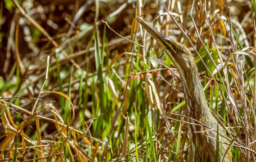 A Bittern Hiding in the Grass in Florida Lee Coursey Cc License Flikr E1714116590242