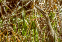 Beloved Birds Return to Islands for First Time in 40 Years After Damming Damage Reversed