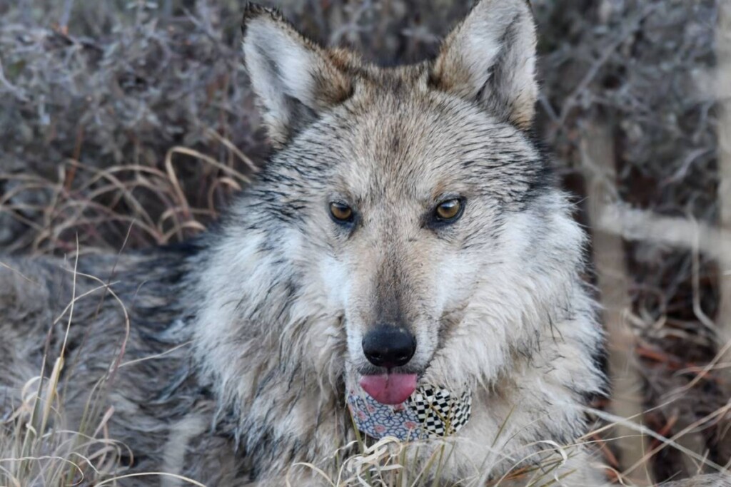 A Collared Mexican Wolf Around Eagle Creek Credit Aislinn Maestas Public Domain