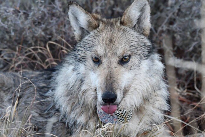 A collared Mexican wolf around Eagle Creek - credit Aislinn Maestas, Public Domain
