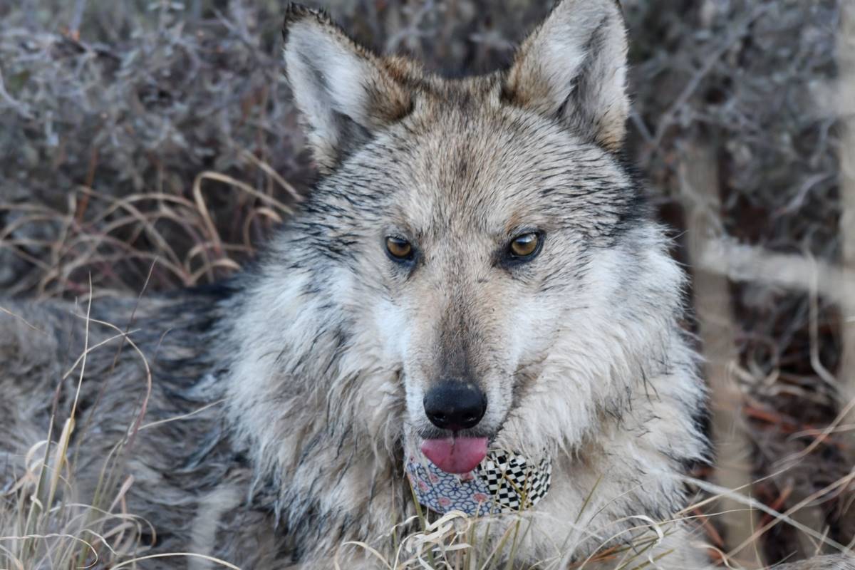 Mexican Wolf Numbers Growing in U.S. for 8th Consecutive Year, Soon to Be Howling at a Reserve Near You
