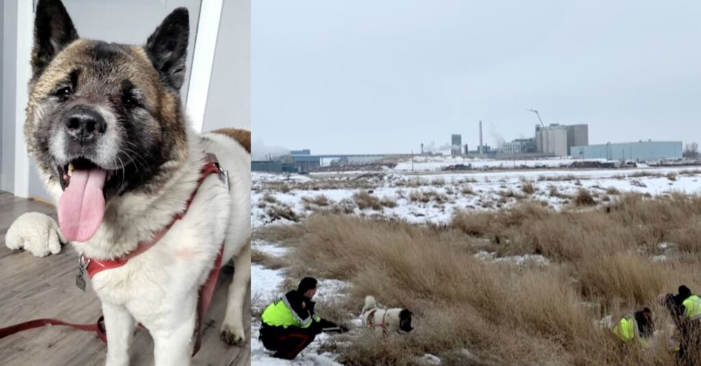 Dog Taber Lost Paws Society and Taber Police Service Alberta Canada Released