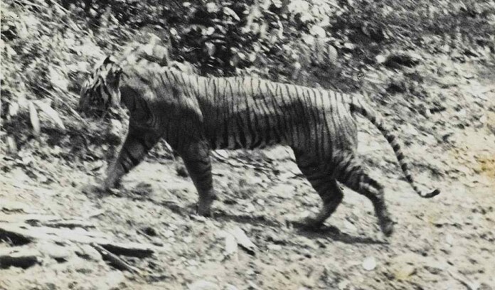 Javan tiger 1938