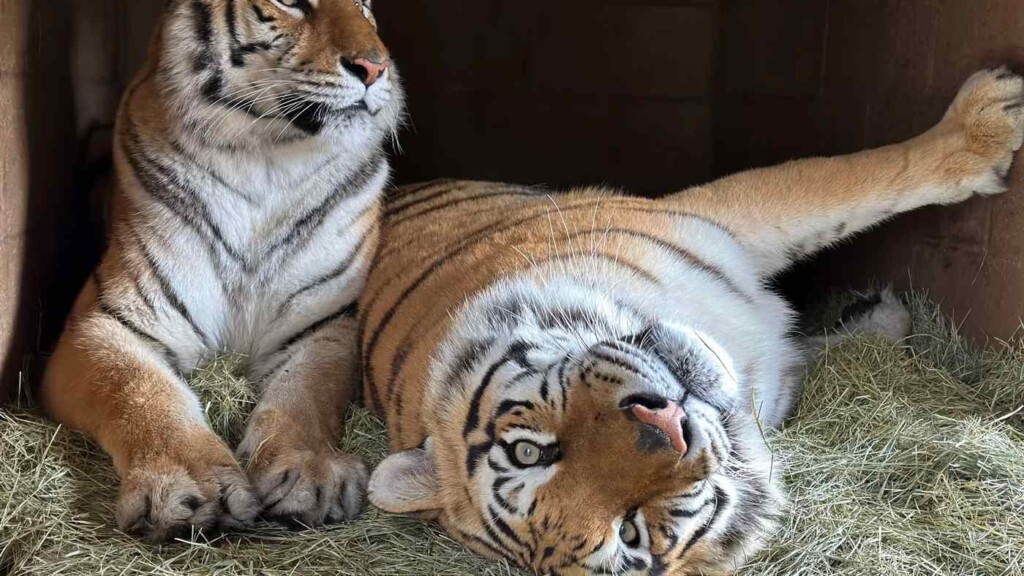 Jem and Zoe Rescued From Tiger King Park Credit Lions Tigers and Bears Animal Sanctuary