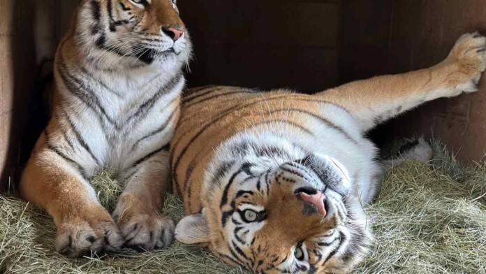 Jem and Zoe, rescued from Tiger King Park - credit, Lions, Tigers, and Bears Animal Sanctuary