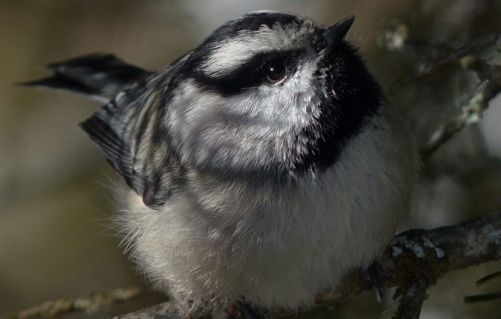 Mountain Chickadee Eugene Beckes Cc 4.0