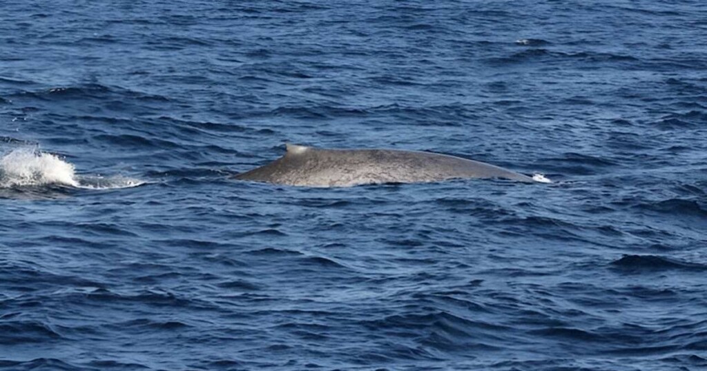 One Of the Whales the Researchers Spotted. Credit Jeremy J. Kiszkaflorida International University E1714474569615