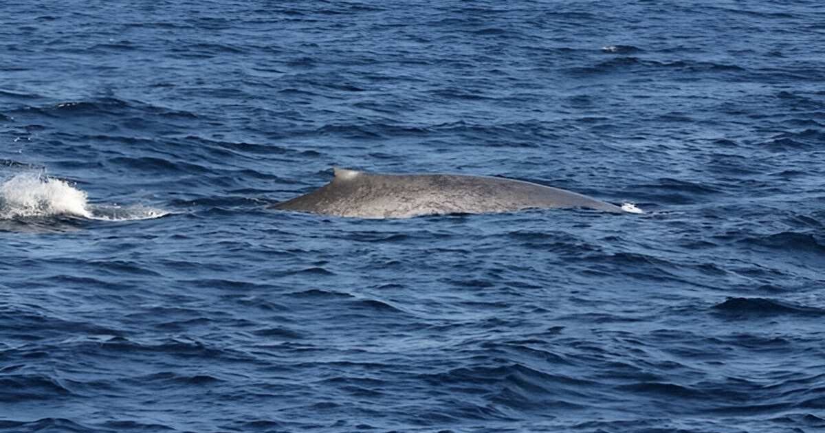 Sighting of Many Blue Whales Around the Seychelles is First in Decades – ‘Phenomenal’