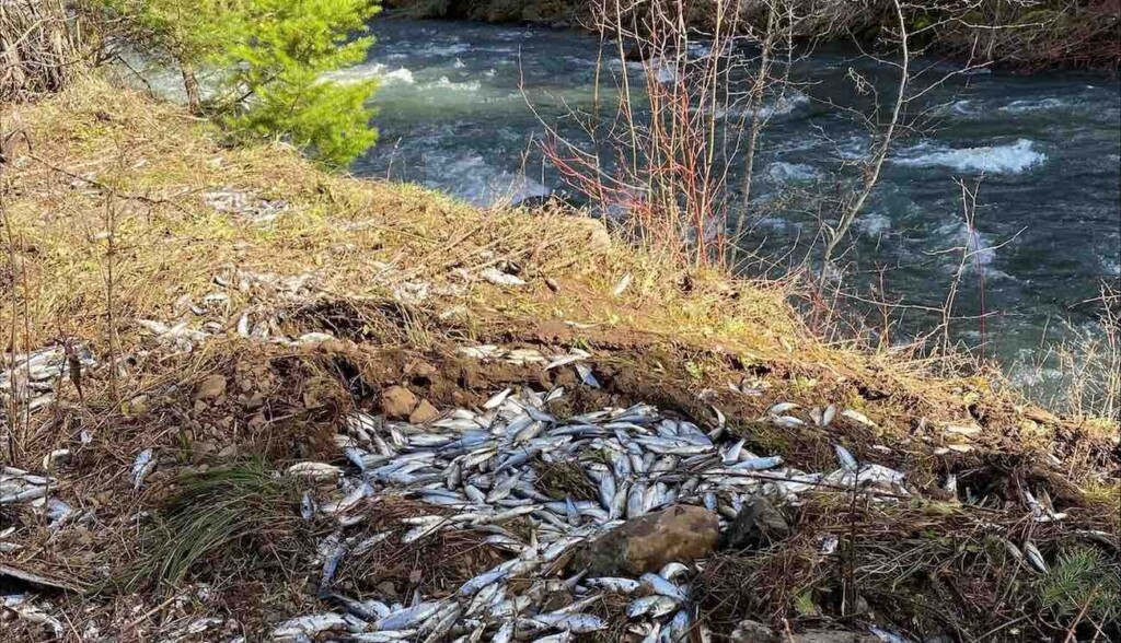 Salmon Chub Fall Near River Us Fish and Wildlife Service