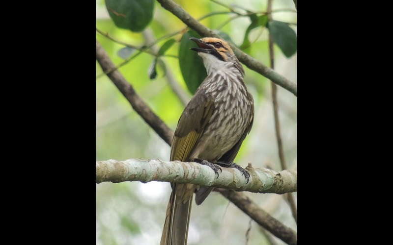 Straw Headed Bulbul Credit Michael Mk Khor Cc 2.0. Flickr