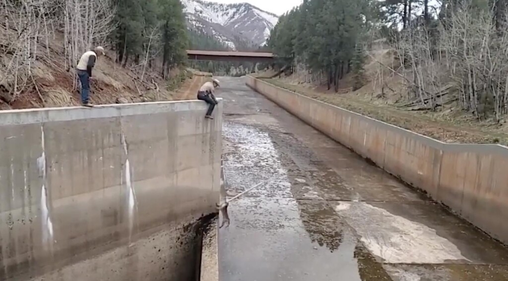 Mountain Lion Rescue Mike Canterbury and John Livingston Colorado Parks and Wildlife Released On Fb