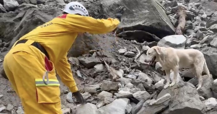 rescue worker with hero dog in earthquake disaster cleanup-credit Kaohsiung Fire Department