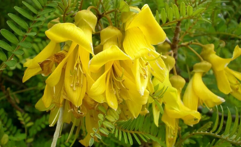 Sophora Toromiro 2C Web E1711960089388