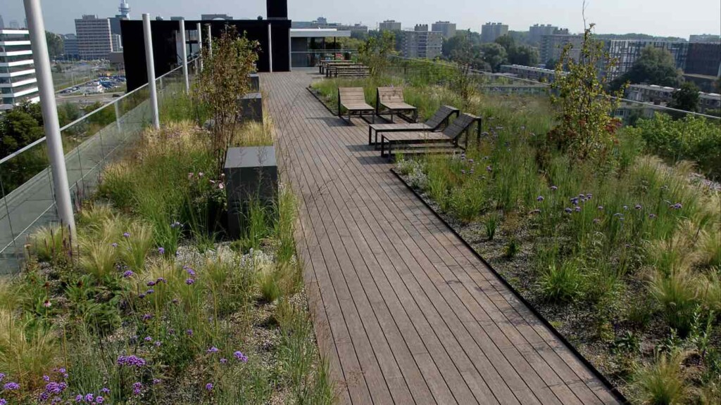 9000 Sq Meters Of Amsterdam Roofs Are Covered with Plants Credit Resilio
