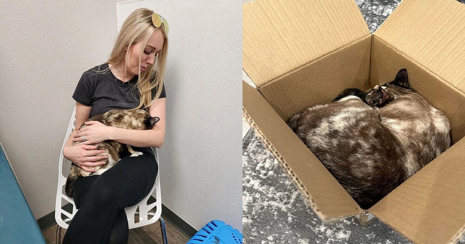 Una coppia ha spedito accidentalmente il gatto con la restituzione di Amazon – 1 settimana e 3 “miracoli” dopo si sono riuniti