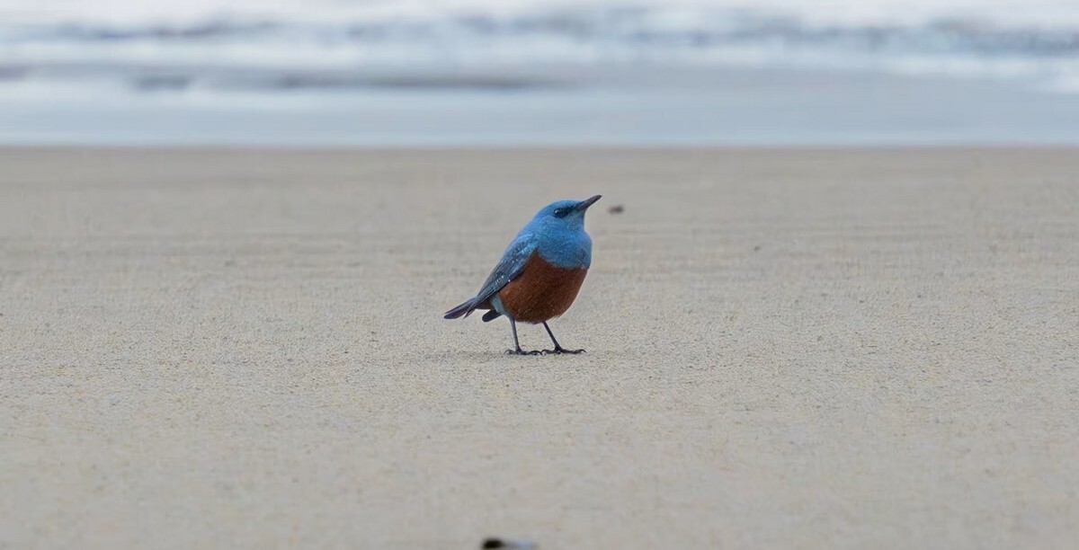 Mega Rare Blue Rock Thrush Spotted on Oregon Beach Is First Sighting in US History