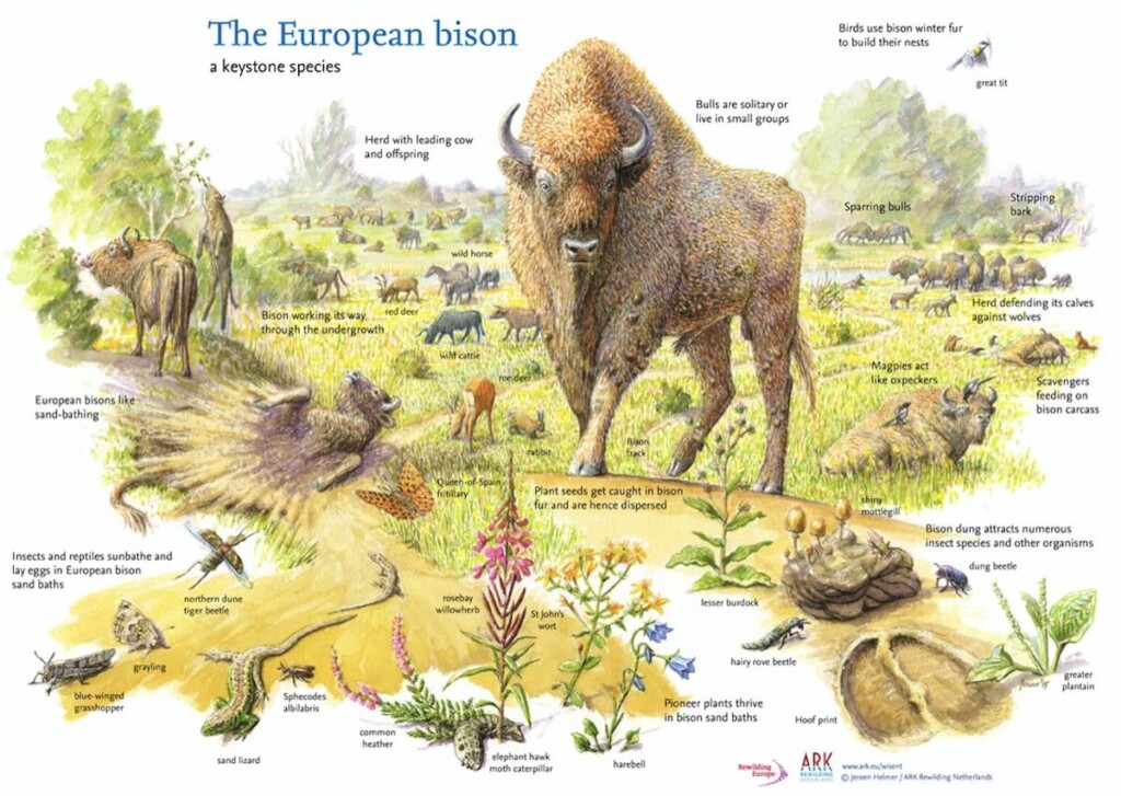 European Bison Keystone Species Ark Rewilding Netherlands Released