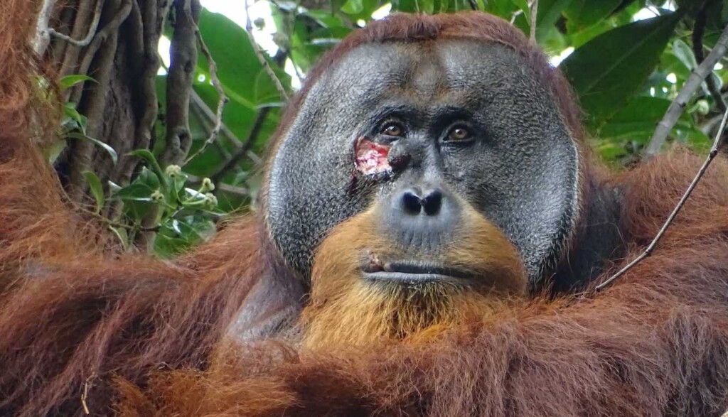 Facial Wound On Adult Orangutan Male Max Planck Institute Of Animal Behavior Via Swns