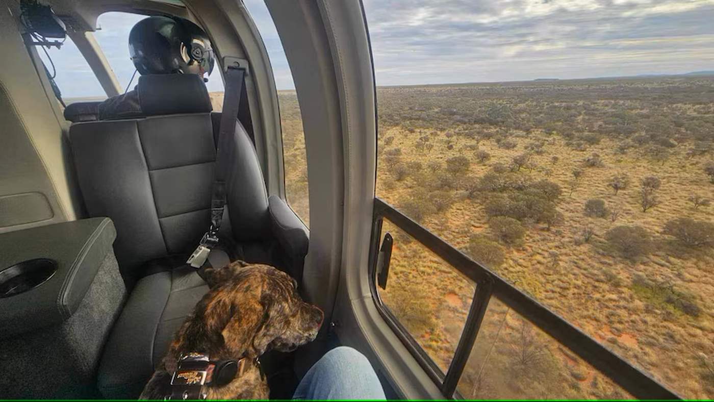 Helicopter Herder Follows a Dog’s Tracks from the Air to a Miracle Rescue