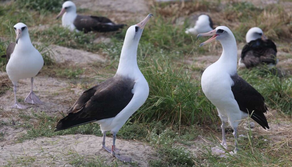 Laysan Albatross Named Wisdom Mating Ritual Released Midway Atoll National Wildlife Refuge Usfws Swns