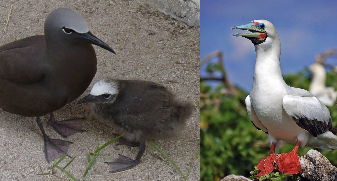 Tiny Indian Ocean Island Shows How Quickly Seabirds Recover When