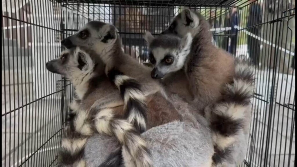 Some Of the Lemurs After They Were Rescued Credit Wildlife Justice Commission Released
