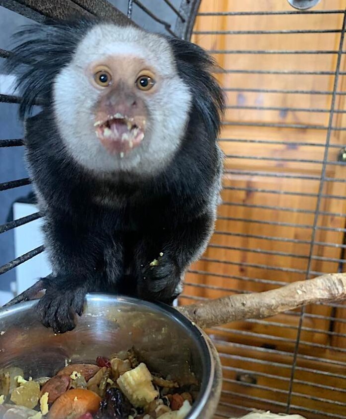 English Woman Shocked to Find Monkey in Her Greenhouse–Now He's in a ...