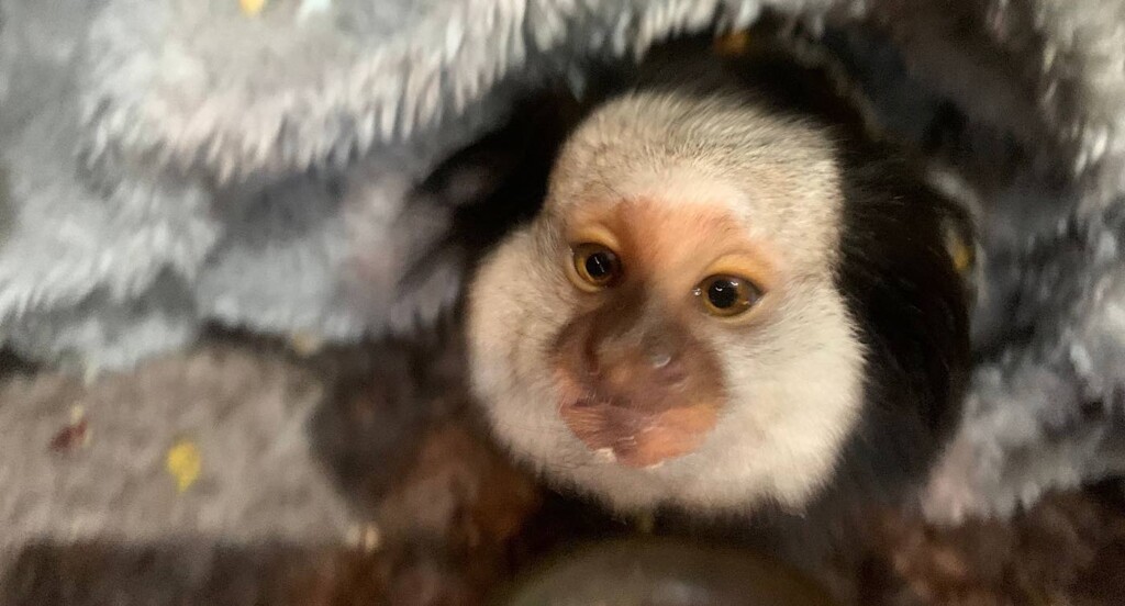 South American Marmoset Monkey Named Marcel Wings and Paws Swns