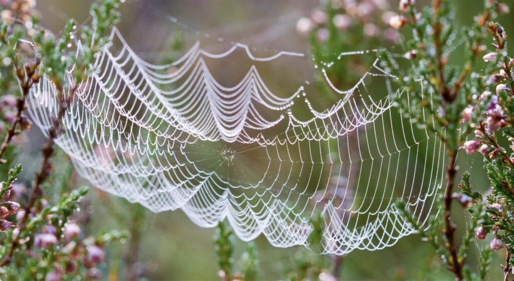 Meadow Spider Web Pub Domain Torbjorn Helgesen