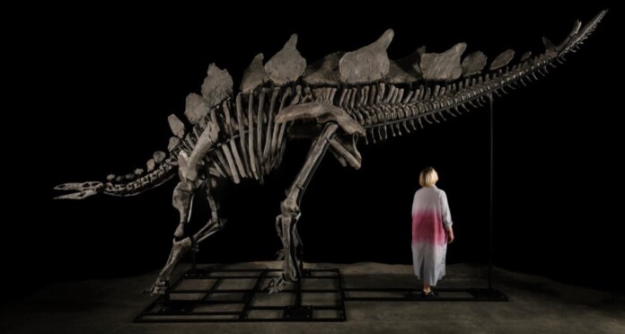 Sotheby’s in Manhattan Apex stegosaurus by Matthew Sherman