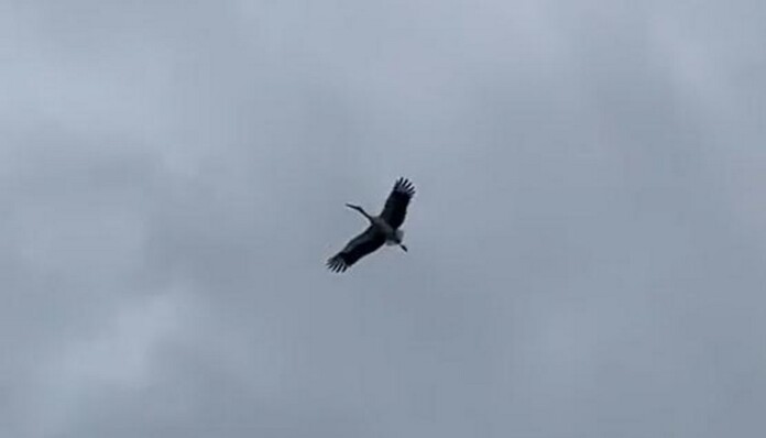 - Cheshire Wildlife Trust)