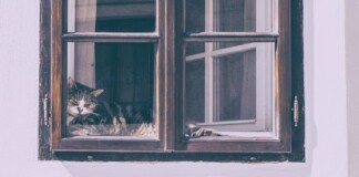 cat in window in Slovenia - by Jonatan Pie pubdomain