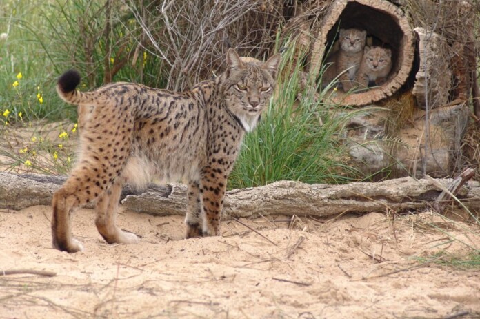 credit - LIFE project NAT E 008609, Lynx pardinus, European Environment Agency