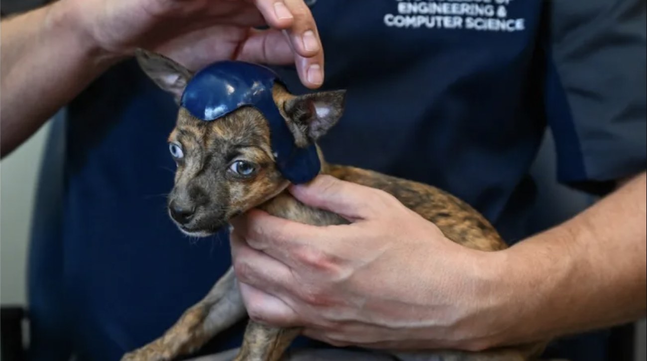 Engineering Student Heeds Call for a Chihuahua in Need–Making Tiny Helmets for ‘Niblet’