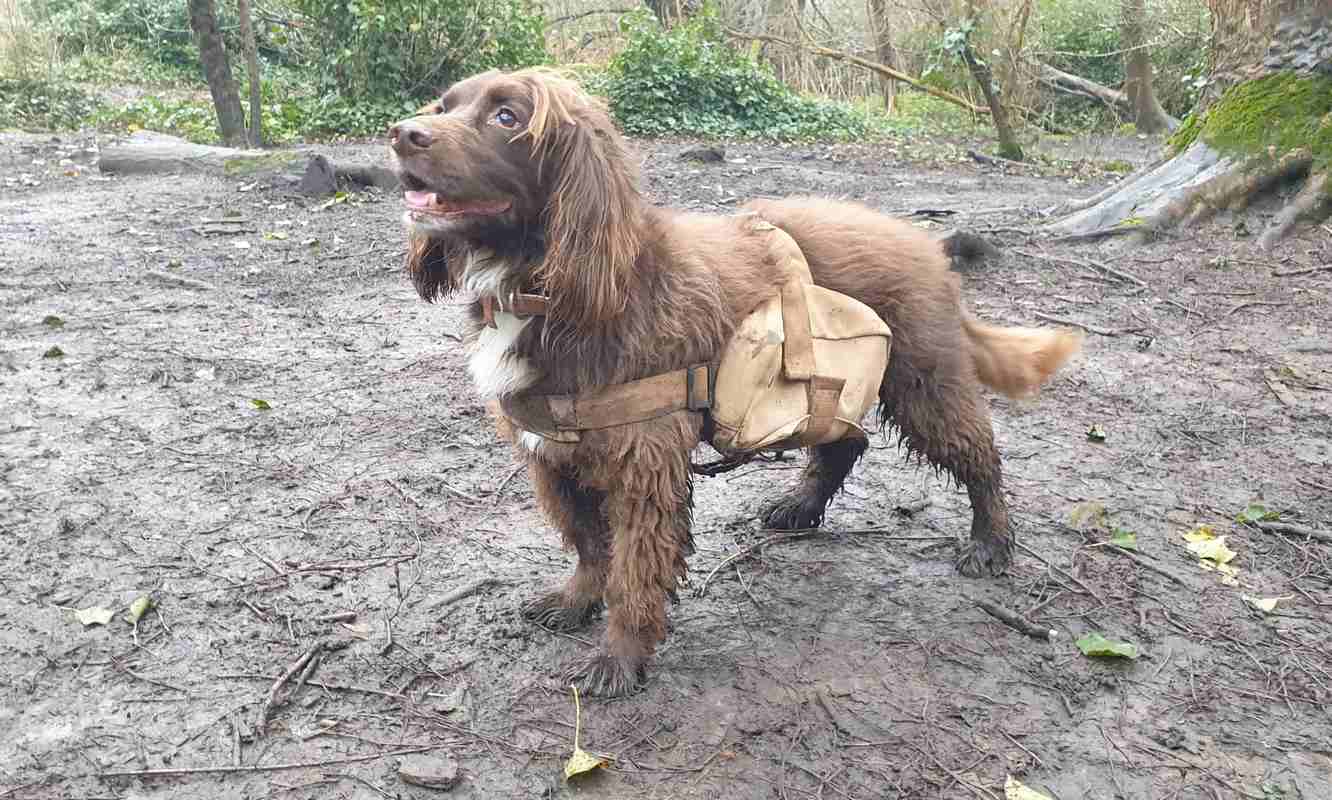 Armed with Backpacks of Seeds, Local Pooches Enlisted to Help Rewild Urban Nature Reserve