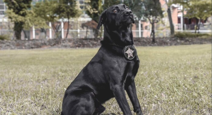 Black lab K9 dog Ruger sniffs electronics-by the Franklin County Sheriffs Office Internet Crimes Against Children Task Force-twitter