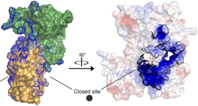 DdrC-DNA complex protein formation-released Western University Ontario Canadian Light Source cropped