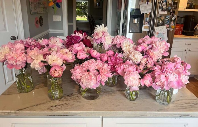 Repurposed peonies, ready for delivery in Harrisonburg. (Friendly City Florals