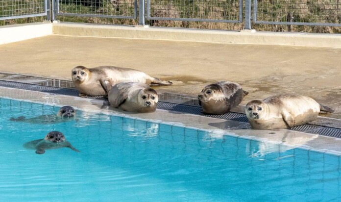 Zeehonden Centrum NL