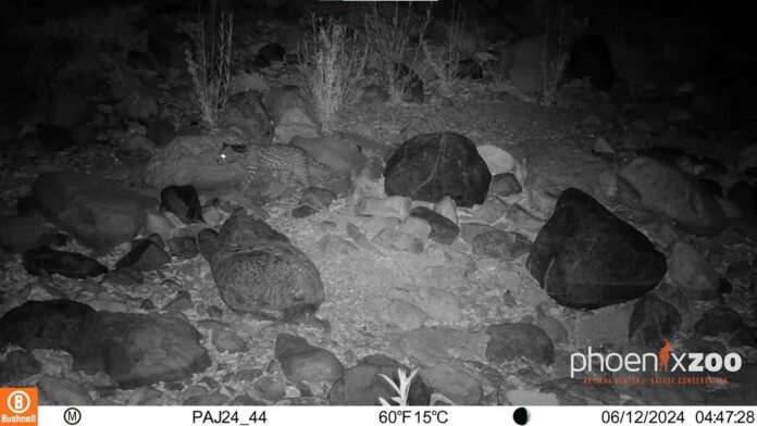 credit - Phoenix Zoo, released