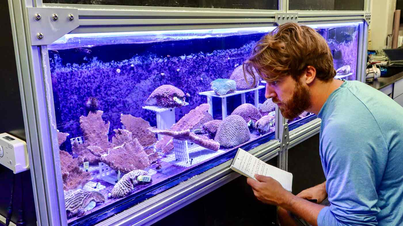 First-Ever Coral Crossbreeding Hopes to Mimic This ‘Invincible’ Coral Reef in Honduras to Save Reefs